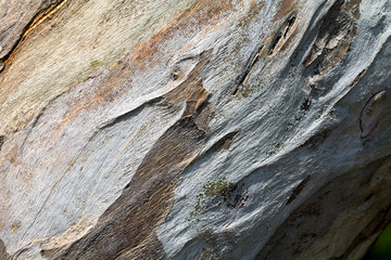 Rough Tree Bark Texture