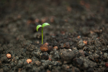 Green seedling growing out of soil