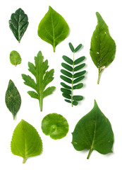 Collection of Green Leaves isolated on white background