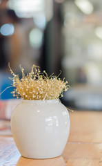 Eriocaulon henryanum Ruhle