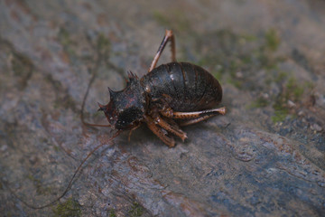 View of curled up cricket