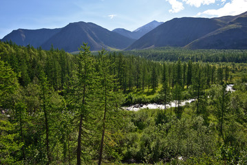 Larch forest, a stream, and mountains in summer day. Nature landscape. Subarctic Ural, Komi, Russia. - 237846523