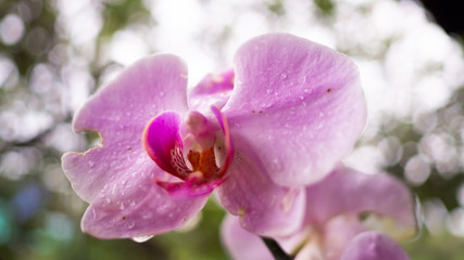 Fototapeta na wymiar Background bokeh, Pink orchid There are drops of water at the flower.