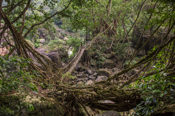 Living roots bridge near Nongriat village, Cherrapunjee, Meghalaya, India. This bridge is formed by...