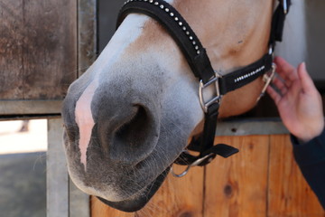 Nose and mouth of the Haflinger horse