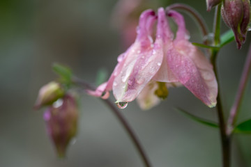 Fototapeta premium Blüte mit Wassertropfen