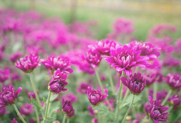 Pink tulip field bright in the garden.