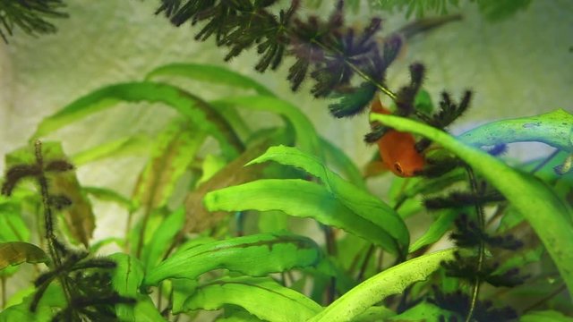 Cute colourful different young fish swimming in home aquarium cheerfully in search of food. Fish feeding by green waterplants growing inside. 