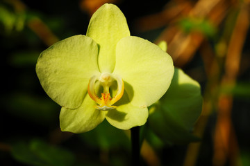 pink Phalaenopsis or Moth dendrobium Orchid flower in summer or spring day tropical garden Floral...