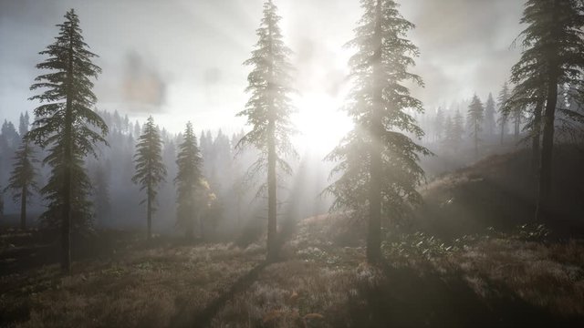 Sun Shining Through Pine Trees in Mountain Forest