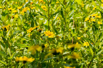 Obraz na płótnie Canvas Yellow sesame flowers field background