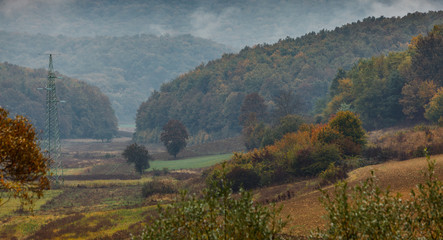 Autumn in the forest