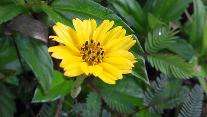 Yellow flower in a Jungle