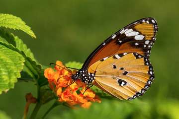 The plain tiger or African queen (Danaus chrysippus) 2