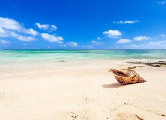 Fototapeta na wymiar Coquillage sur plage mauricienne 