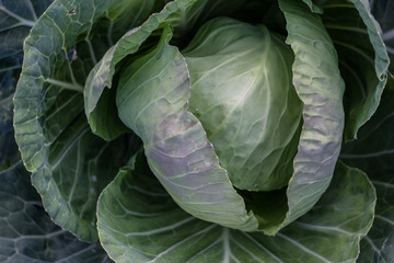 Fototapeta premium White cabbage