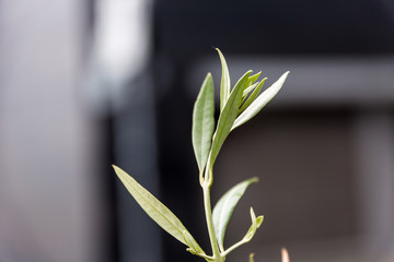 Obraz premium Leaves in spring