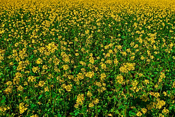 Yellow feild of flowering rapeseed canola or colza Brassica Napus, plant for green rapeseed energy, rape oil industry and bio fuel in Europe