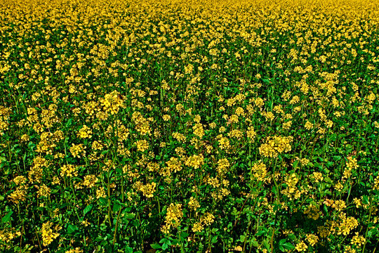 Yellow Feild Of Flowering Rapeseed Canola Or Colza Brassica Napus, Plant For Green Rapeseed Energy, Rape Oil Industry And Bio Fuel In Europe