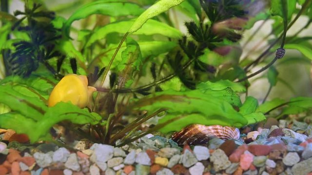 Big yellow snail and small black snail eating water plants in home aquarium tank. Real time full hd video footage.
