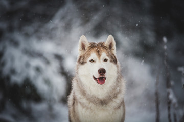 Close-up Portrait of gorgeous and free Siberian Husky dog sitting on the snow in the mysterious dark forest in winter