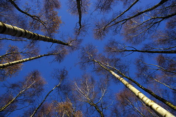 Wald,Birken,Herbst