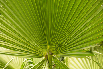 Fototapeta premium Background of natural objects