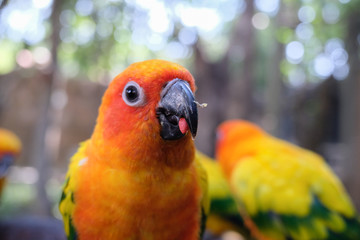 Sun parakeet