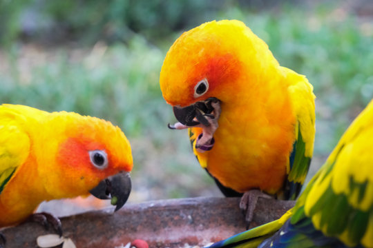 Sun parakeet