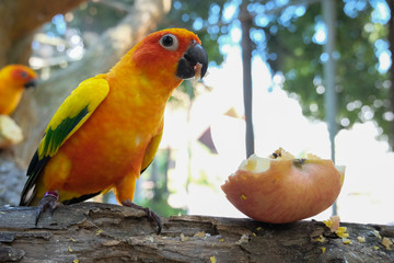 Sun parakeet