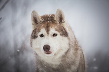 Close-up portrait of beautiful and free dog breed siberian husky sitting in the fairy winter forest on snowy background