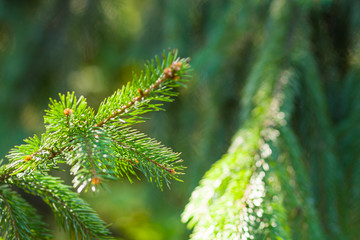 Christmas tree branches on blurred background. Spruce needles on green background with bokeh. Blank for Christmas cards. Coniferous forest on sunny day