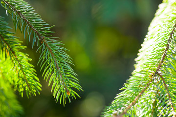 Christmas tree branches on blurred background. Spruce needles on green background with bokeh. Blank for Christmas cards. Coniferous forest on sunny day