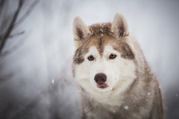 Close-up portrait of attentive and free dog breed siberian husky sitting in the fairy winter forest on snowy background