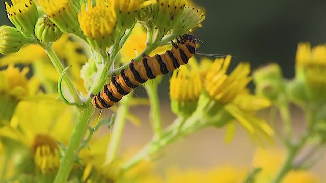 Caterpillar on a yellow flower macro