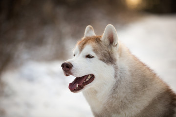 Profile portrait of cute Husky dog sitting in winter forest at sunset.
