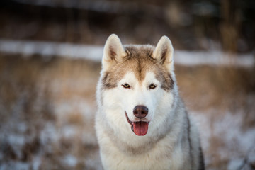 Close-up portrait of gorgeous siberian Husky dog sitting in winter forest at sunset.