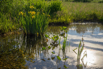 Am Teich