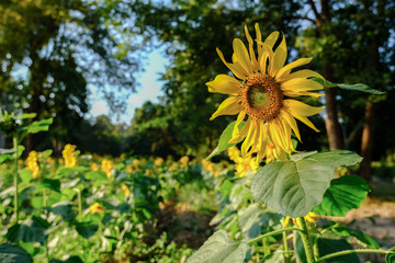 Sun flower and bee