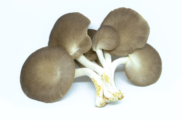 Indian Oyster Mushroom