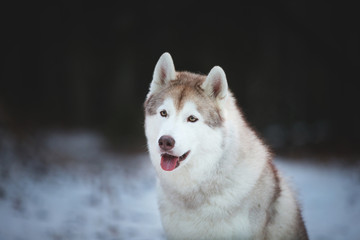 Close-up Portrait of happy and free Siberian Husky dog sitting on the snow path in the dark forest in winter