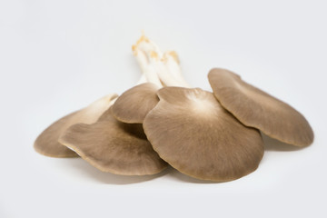 Fototapeta premium Indian Oyster Mushroom