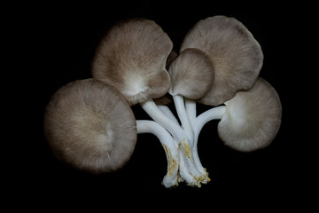 Indian Oyster Mushroom