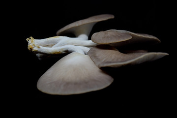 Indian Oyster Mushroom