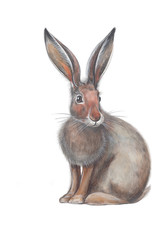 Watercolor illustration of grey hare.