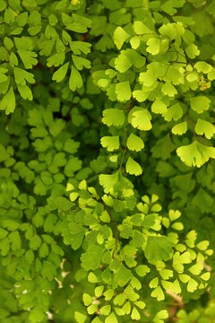 Infinite leaves in different shades of green