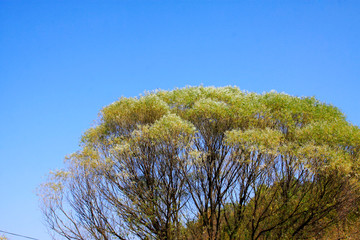 willow tree canopy under the blue sky
