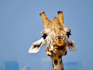 Naklejka premium A Giraffe looking less than amused