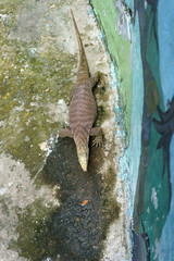 komodo dragon reptile