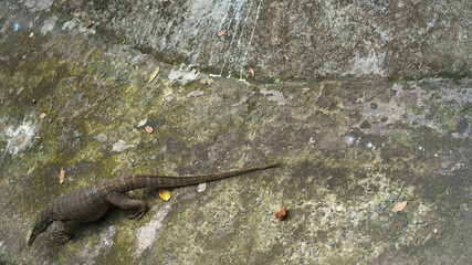 komodo dragon reptile